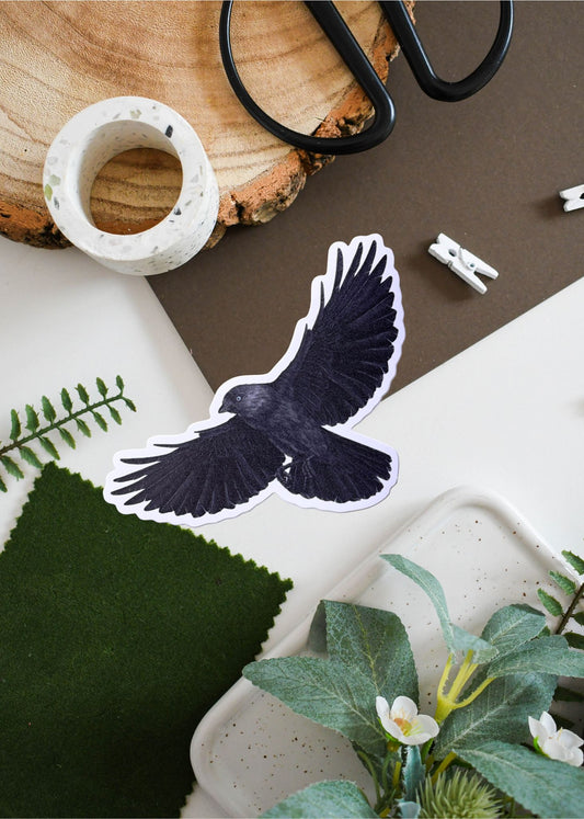 Jackdaw Corvid Vinyl Sticker