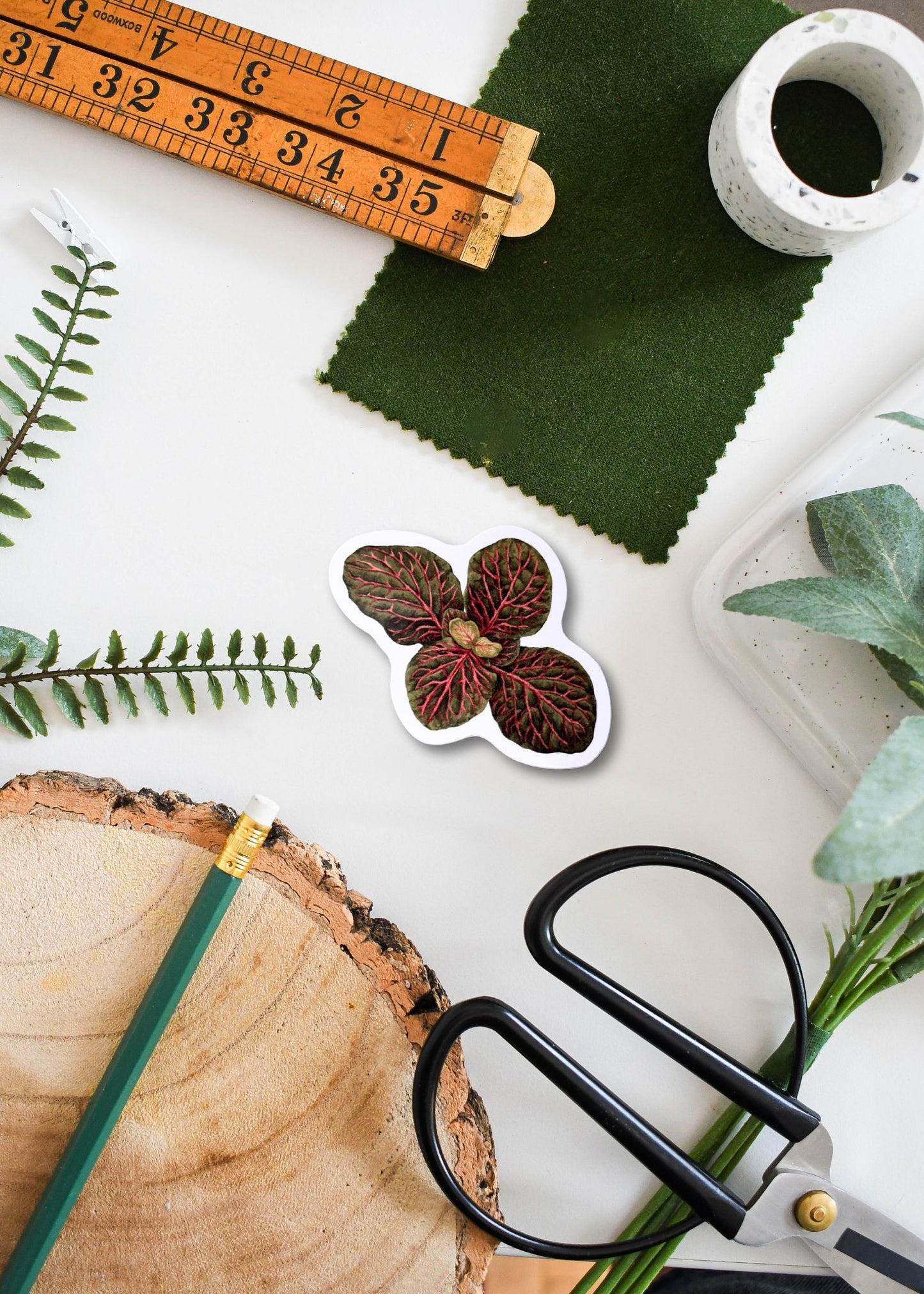 Fittonia Vinyl Sticker