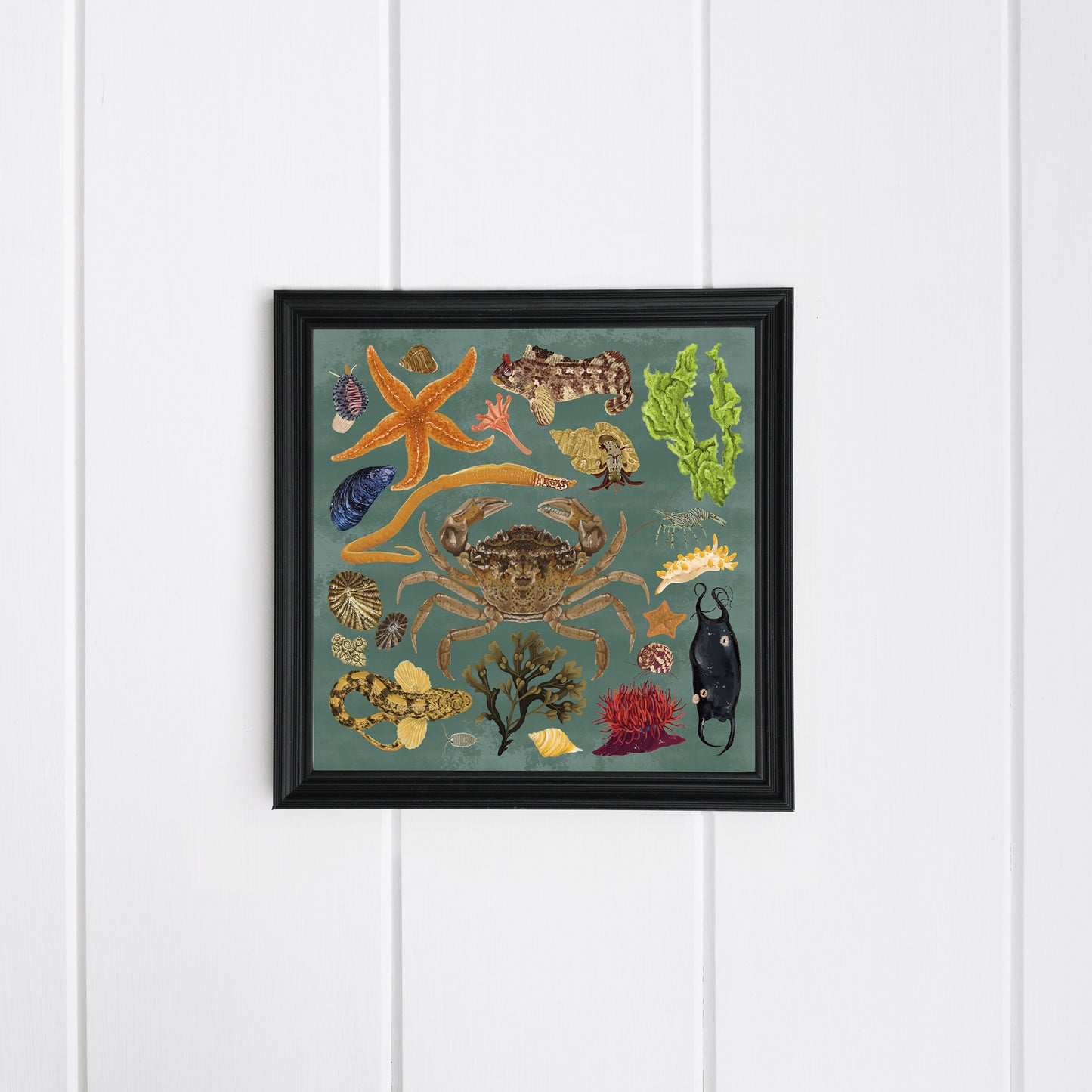 Rockpool Wildlife Print