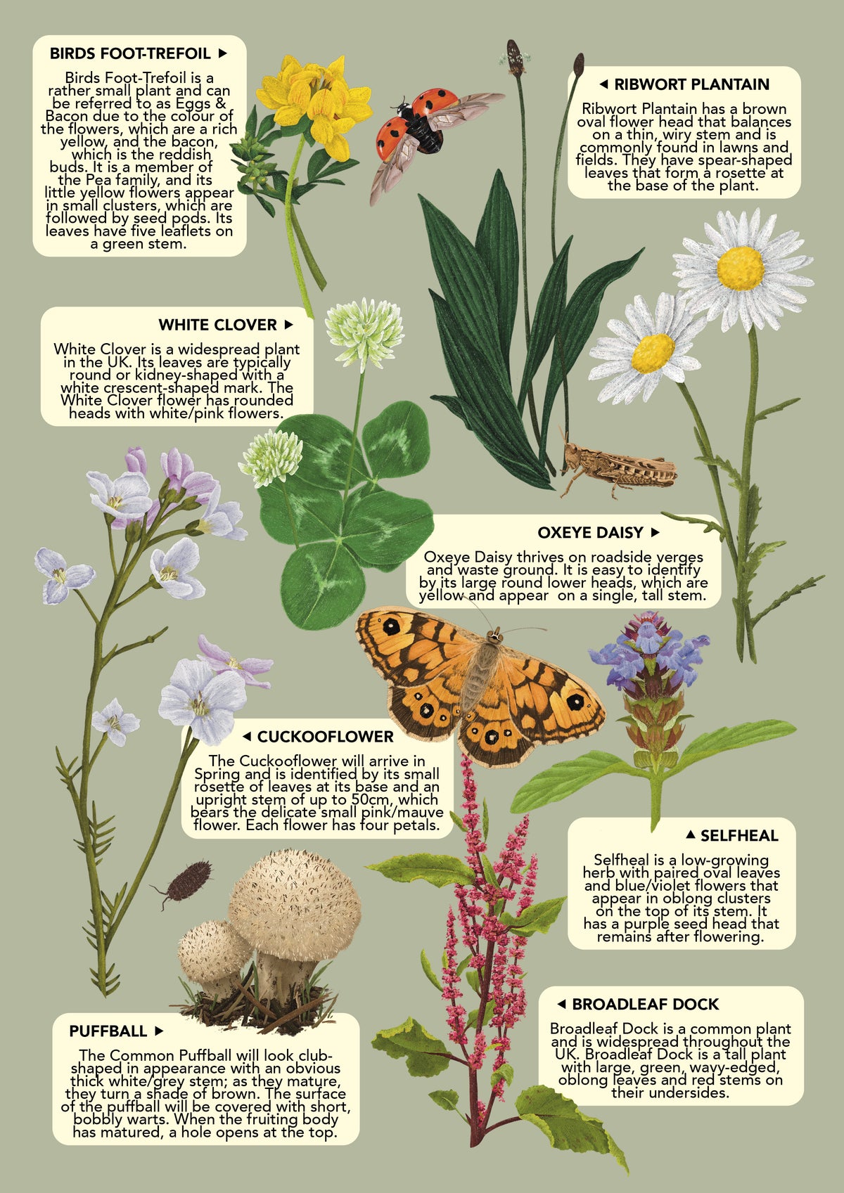 Plant Identification Chart Nature Field Guide | Illustration Services | Ferne Creative