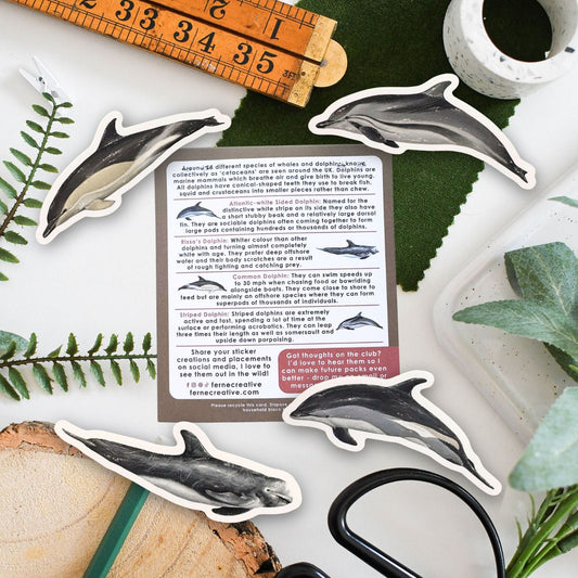 A styled flat-lay of a dolphin-themed sticker packs of 4 stickers surrounded by decorative props including scissors, a wooden ruler, green leaves, and a stone cup on a white background.