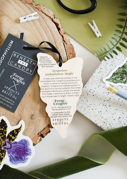 Syngonium podophyllum ‘Mojito’ Decoration