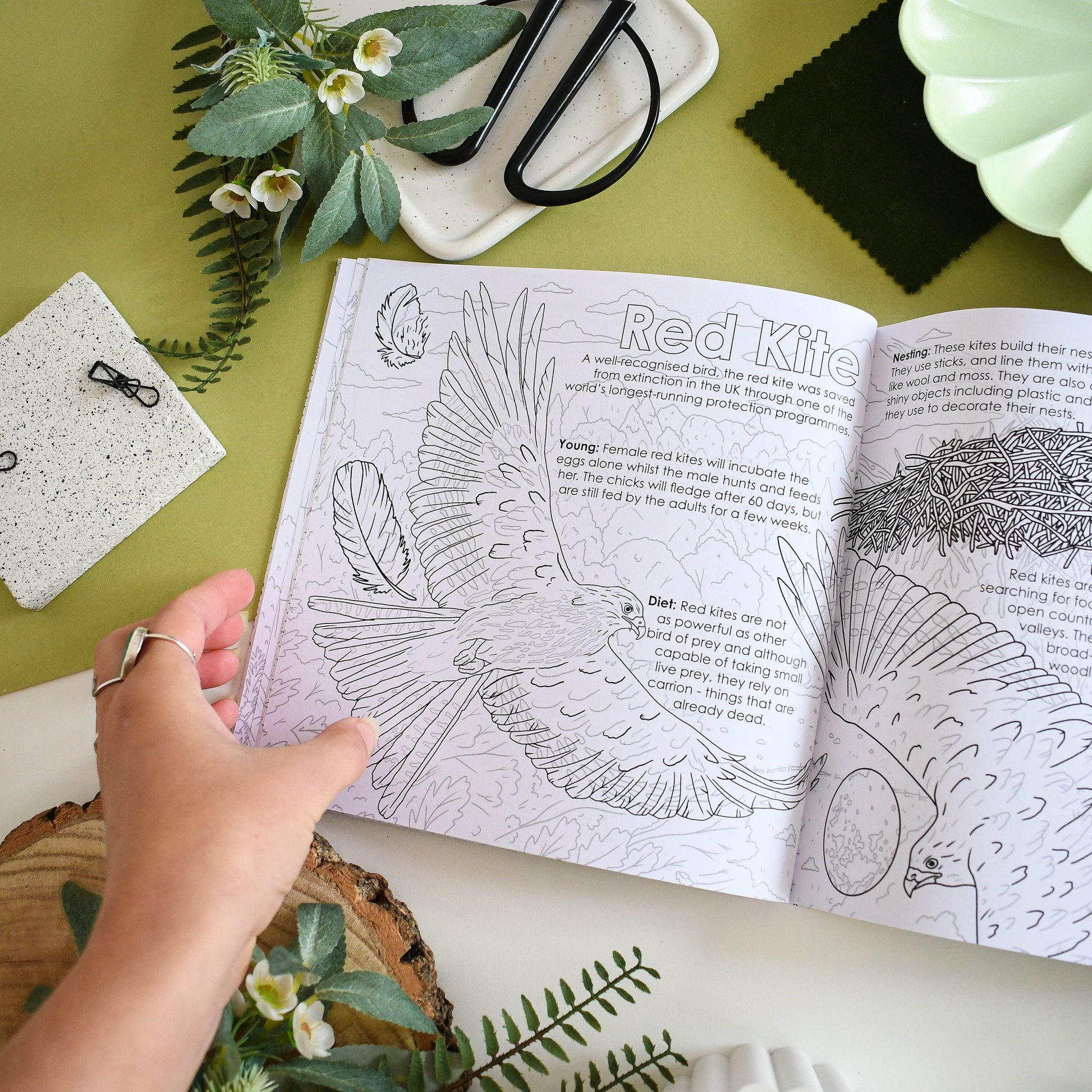 Open book with coloring page of a red kite, surrounded by plants and stationery items on a green surface.