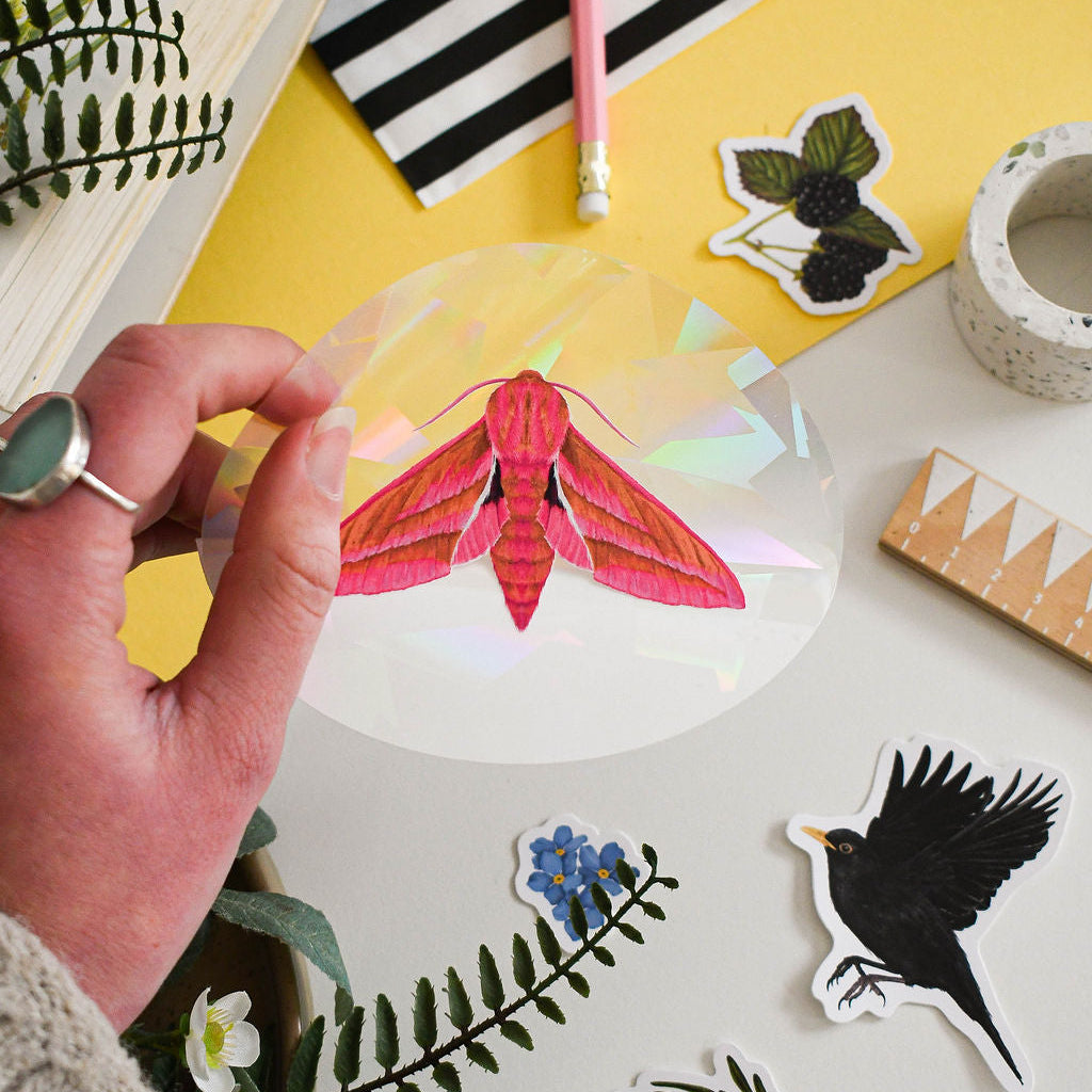 hand-holding Elephant hawk moth suncatcher window decal around wildlife stickers