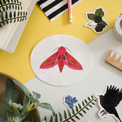 Elephant hawk moth suncatcher window decal on yellow background surrounded by wildlife stickers