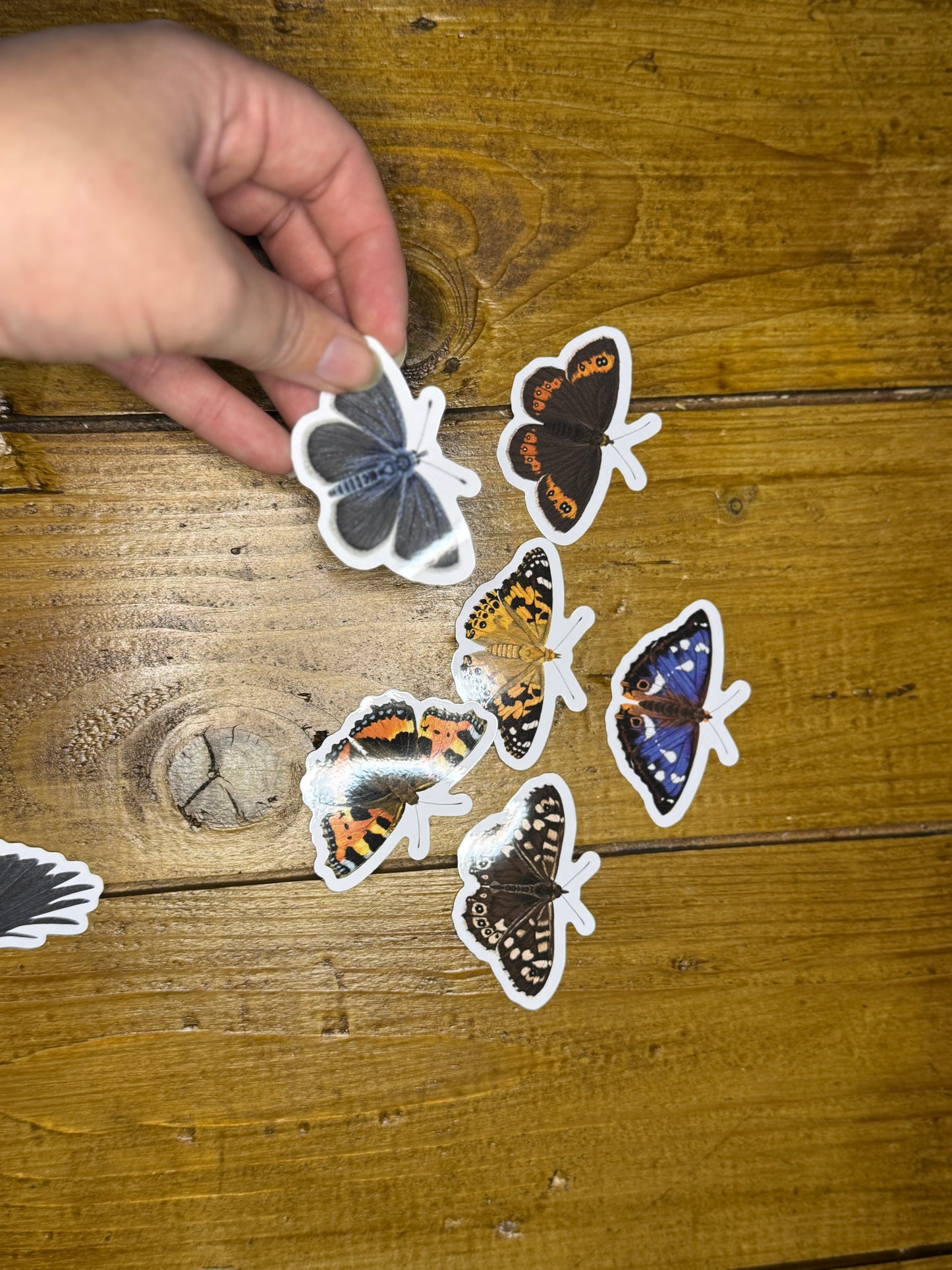 British Butterfly Vinyl Sticker Bundle