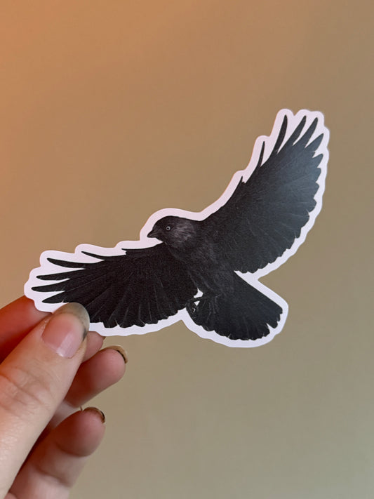 Jackdaw Corvid Vinyl Sticker