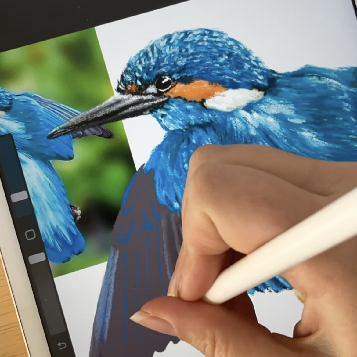 Kingfisher drawing on Ipad