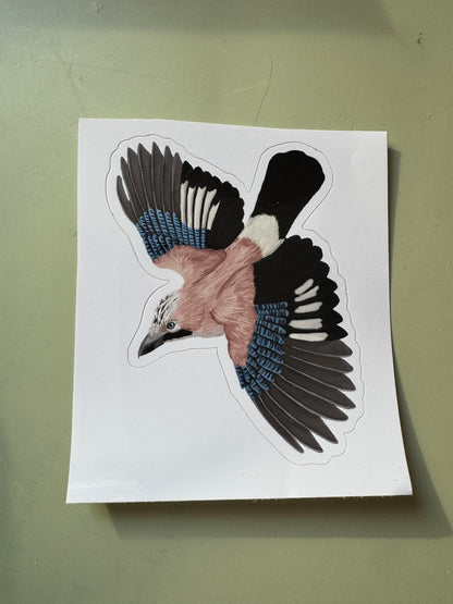 Eurasian Jay Bird Vinyl Sticker