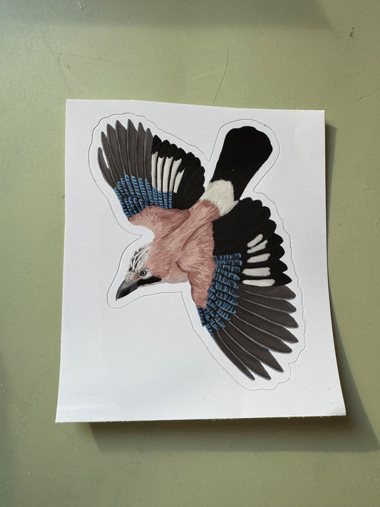 Eurasian Jay Bird Vinyl Sticker
