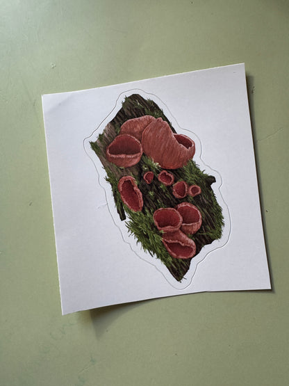 Scarlet Elf Cup Fungi Sticker