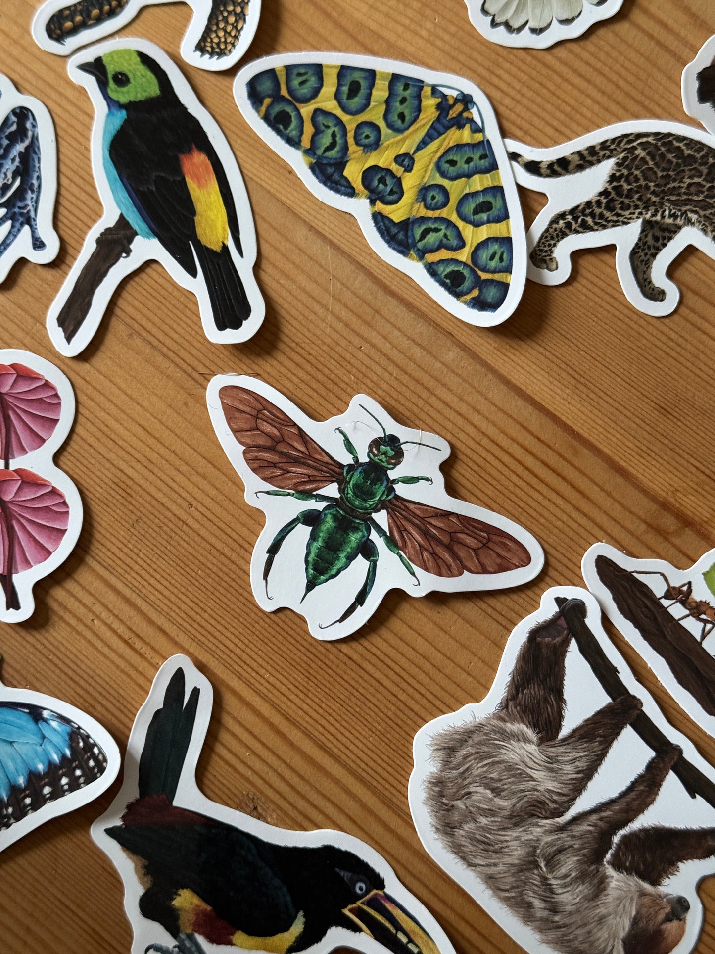 Orchid bee Vinyl Sticker