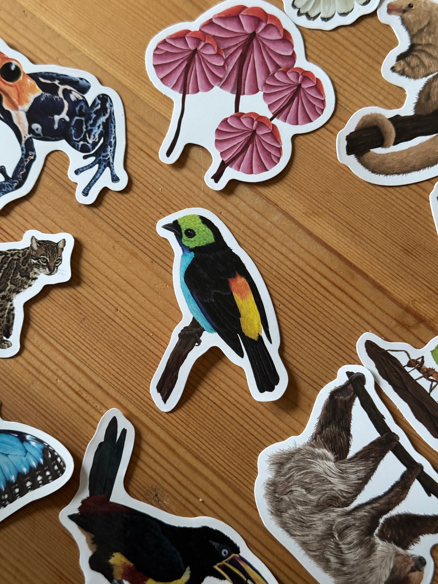 Paradise Tanager Vinyl Sticker