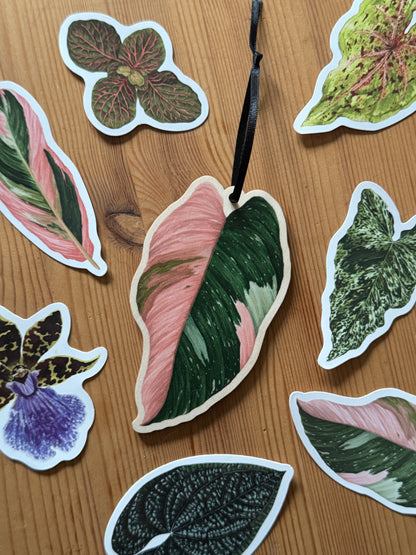 Philodendron erubescens ‘Pink Princess’ Decoration