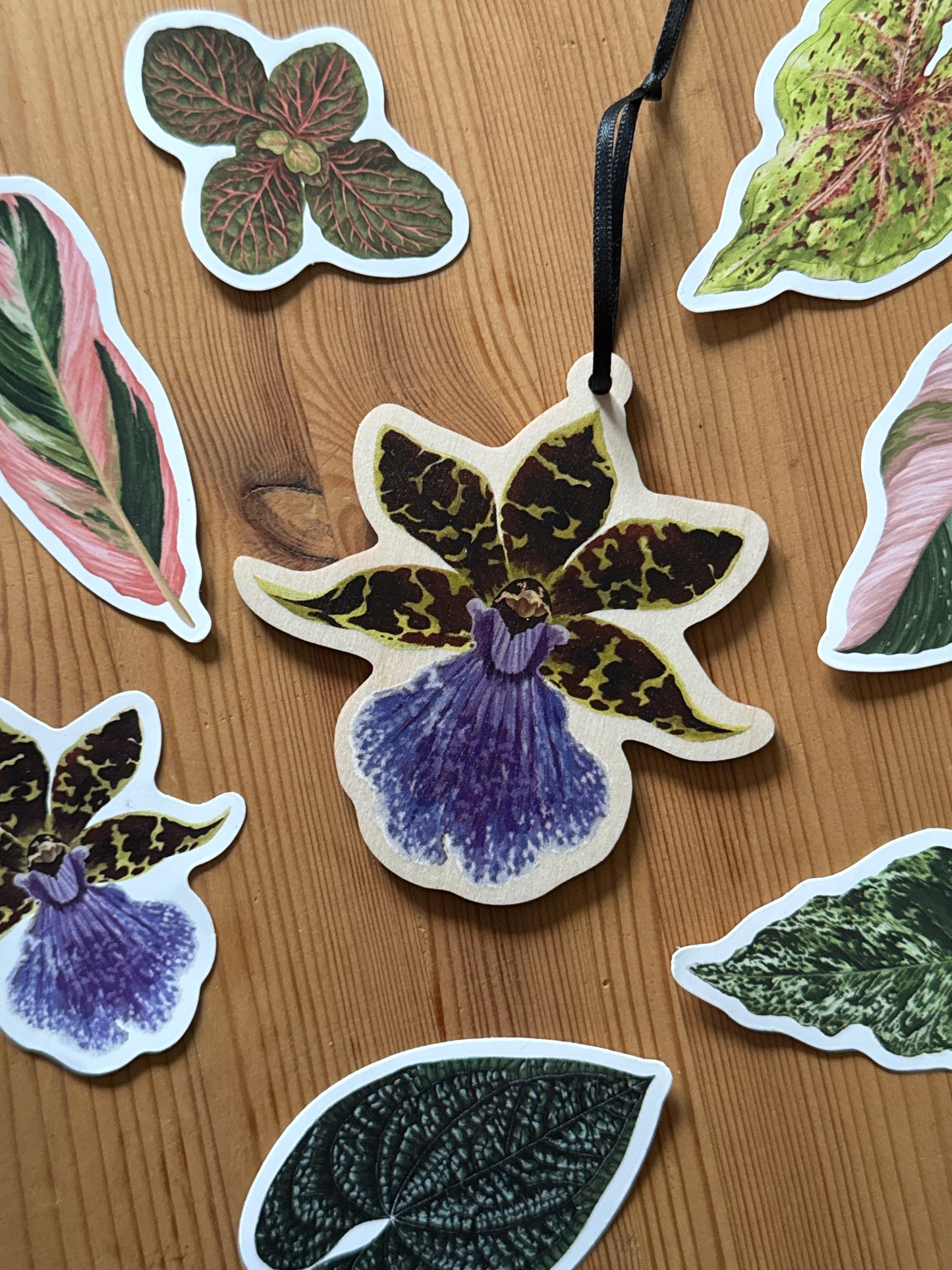 Zygopetalum maculatum Orchid Decoration