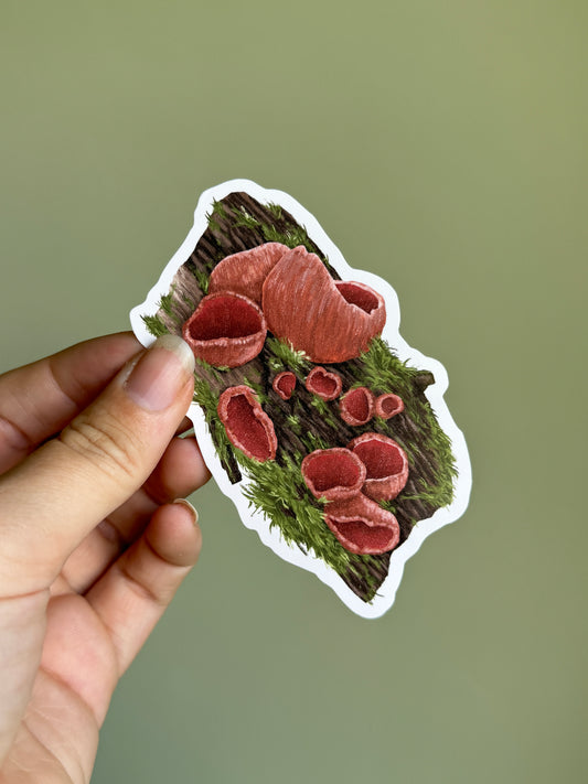 Scarlet Elf Cap Fungi Sticker