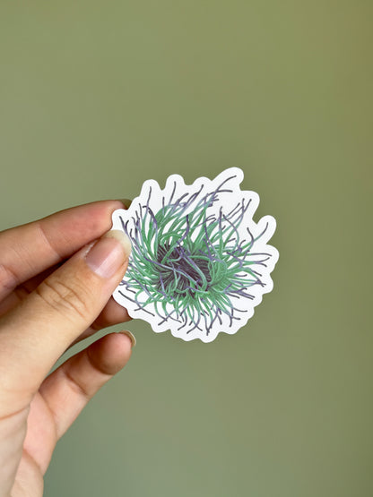 Snakelocks Anemone Vinyl Sticker