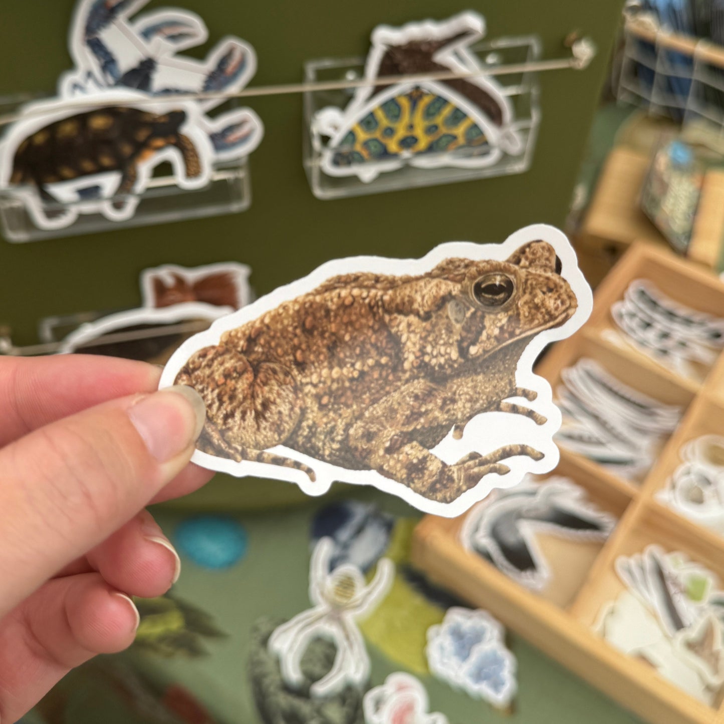 Common Toad Vinyl Sticker