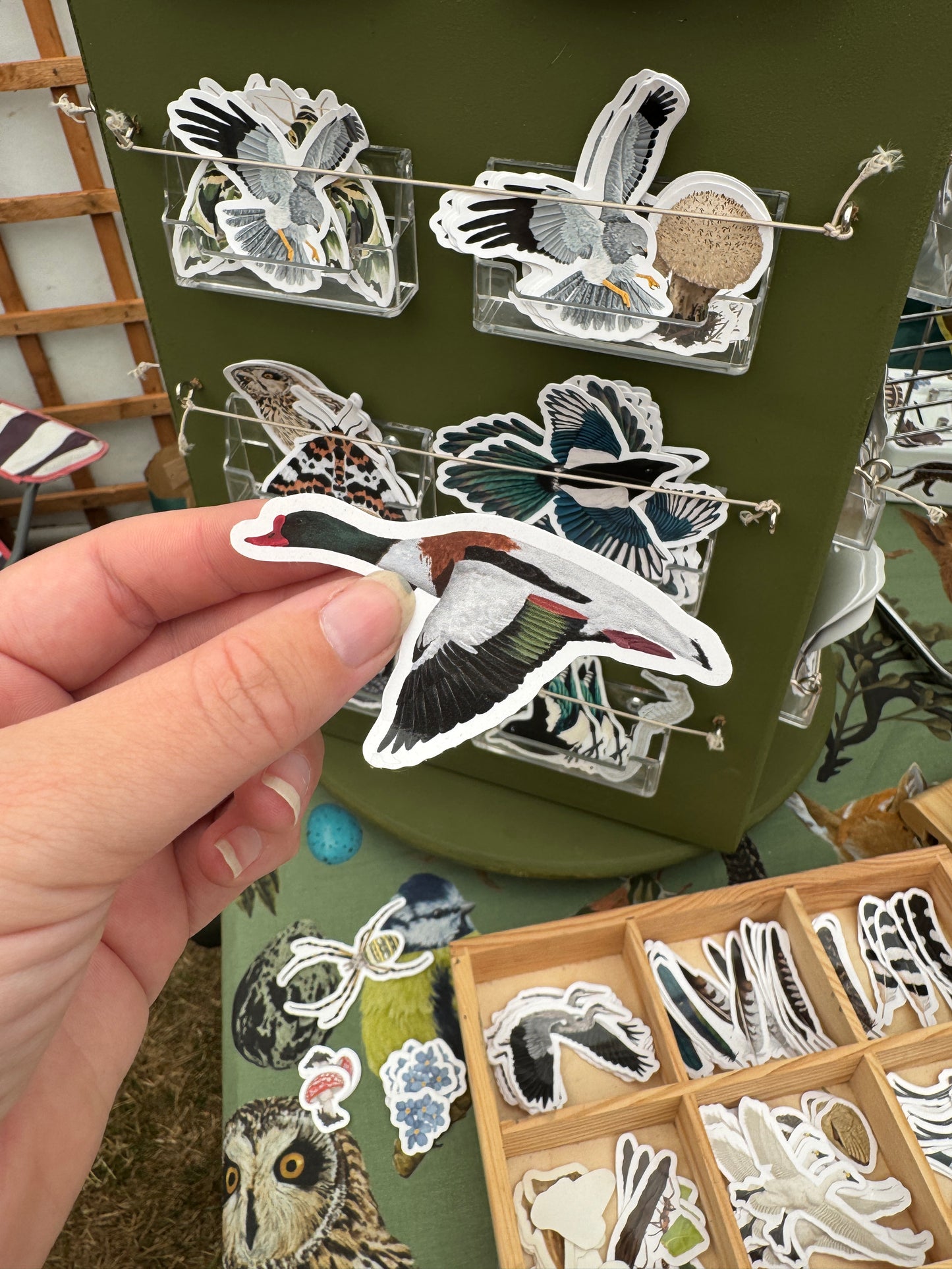 Shelduck Vinyl Sticker