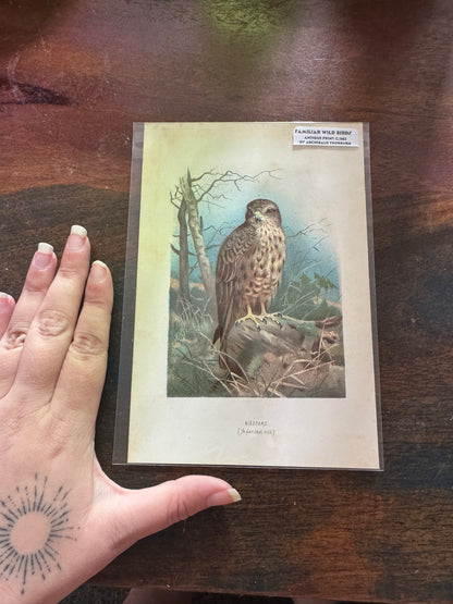 Antique Wildlife Illustrations (c.1865–1875)