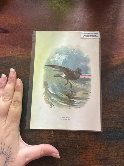 Antique Wildlife Illustrations (c.1865–1875)