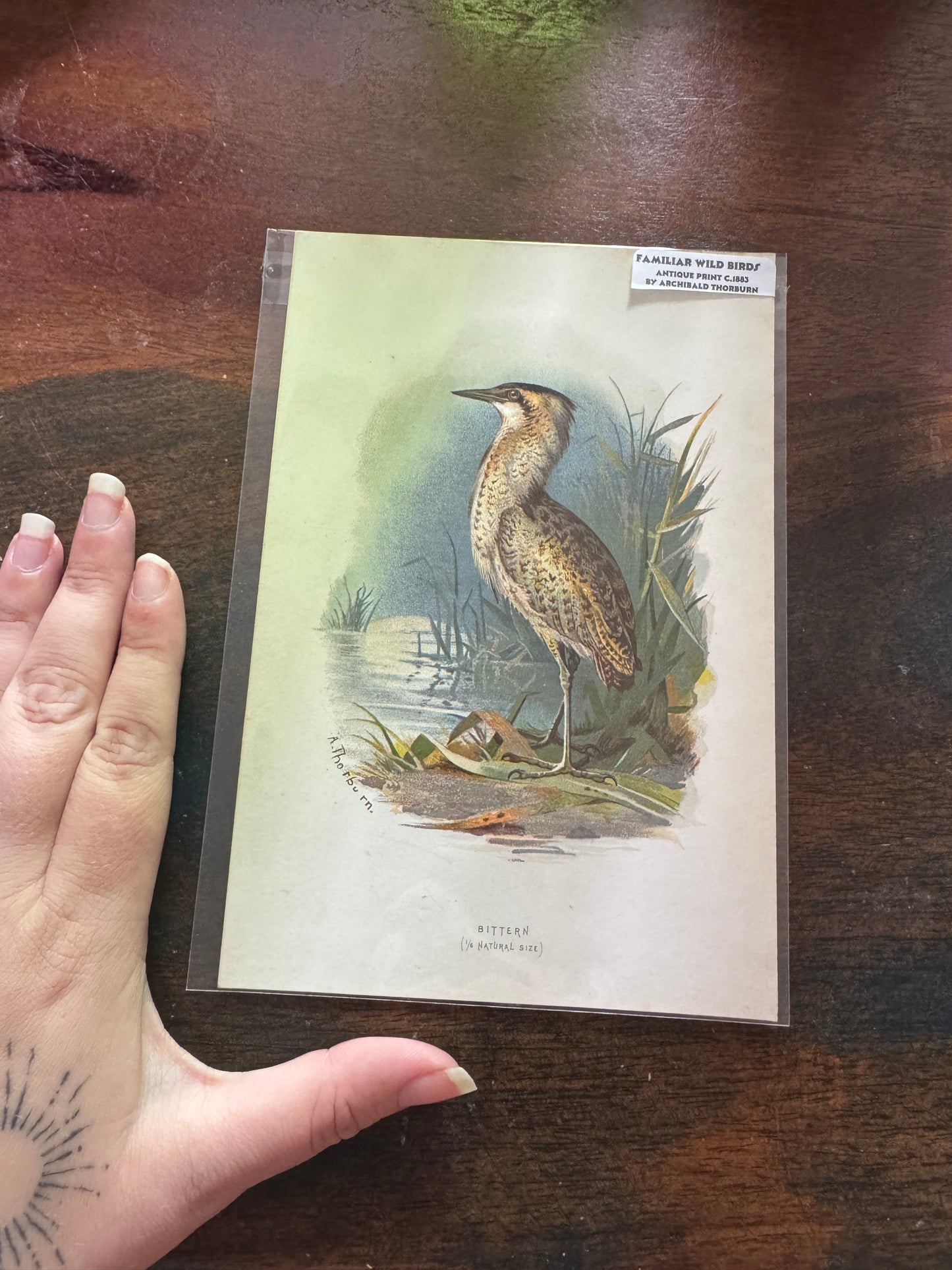 Antique Wildlife Illustrations (c.1865–1875)
