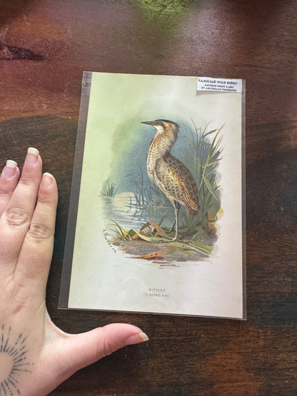 Antique Wildlife Illustrations (c.1865–1875)