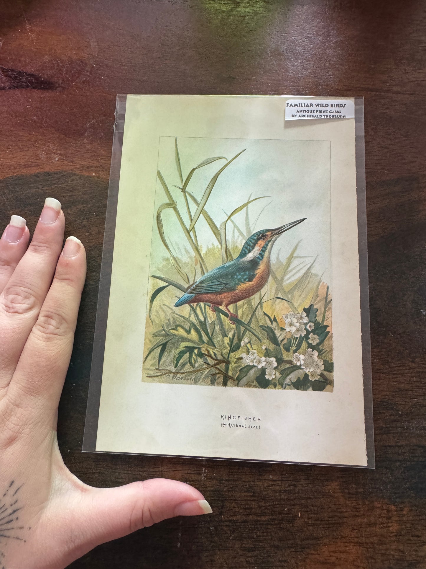 Antique Wildlife Illustrations (c.1865–1875)