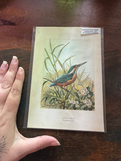 Antique Wildlife Illustrations (c.1865–1875)