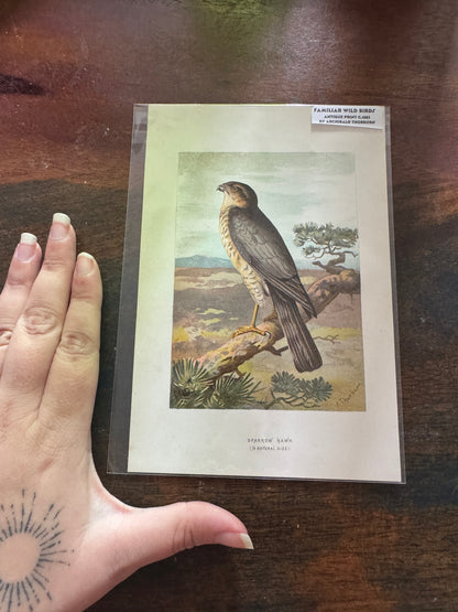 Antique Wildlife Illustrations (c.1865–1875)