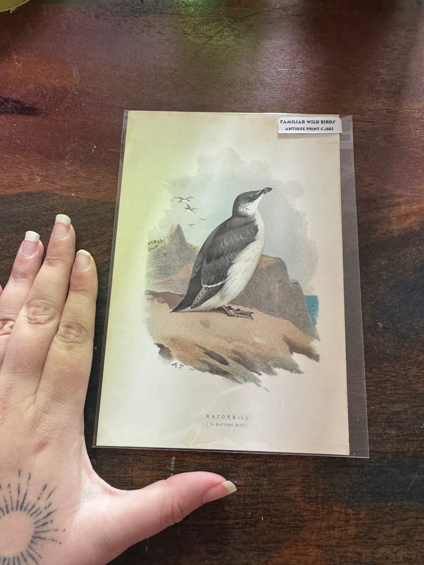 Antique Wildlife Illustrations (c.1865–1875)