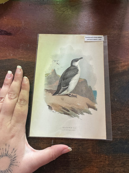 Antique Wildlife Illustrations (c.1865–1875)
