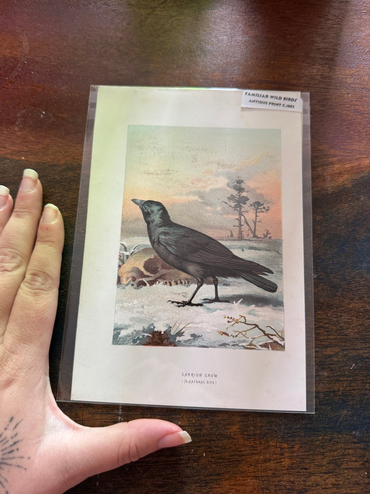 Antique Wildlife Illustrations (c.1865–1875)