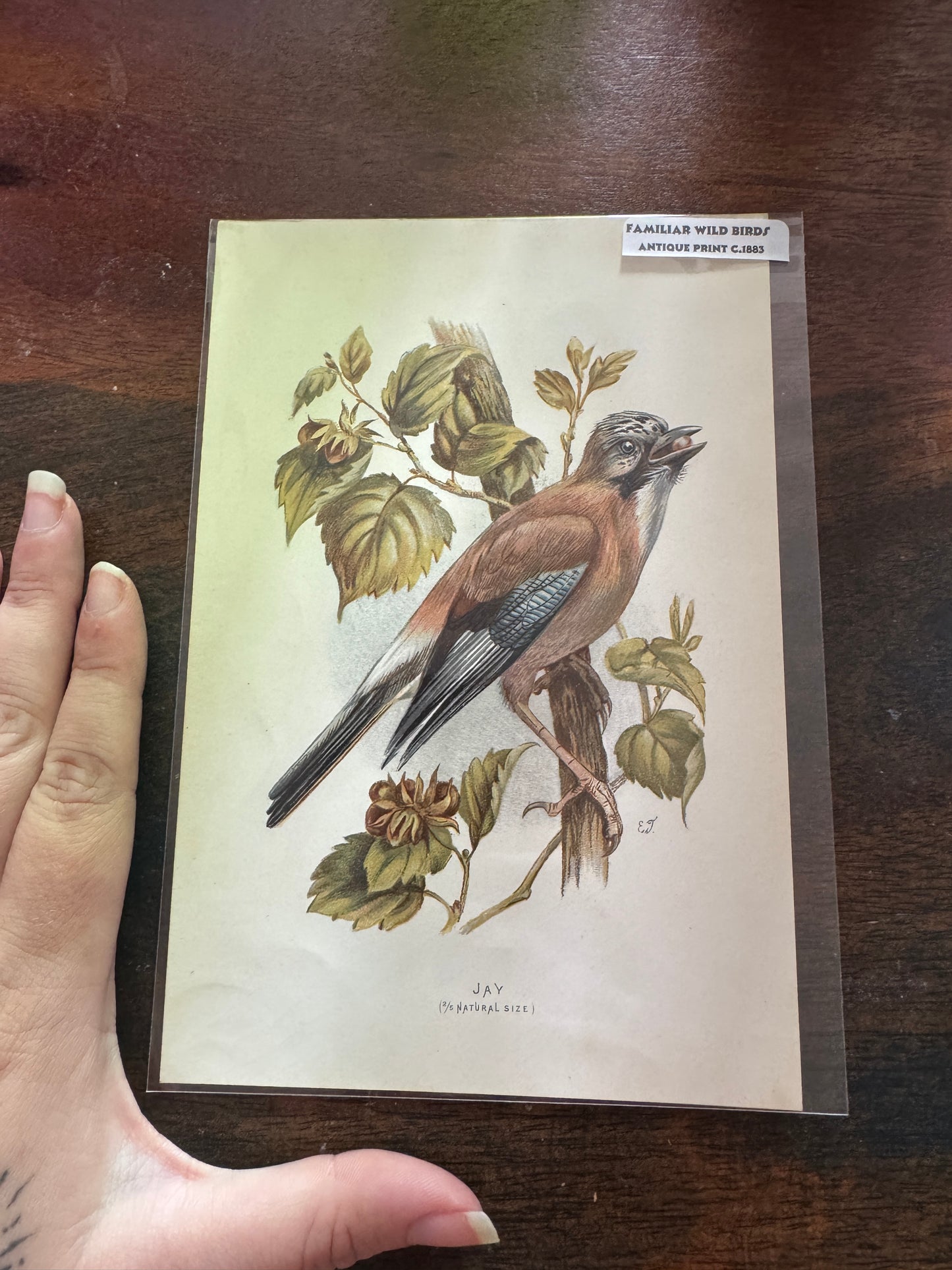 Antique Wildlife Illustrations (c.1865–1875)