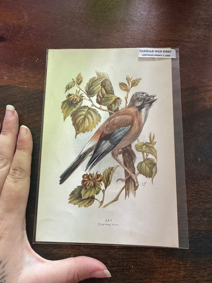 Antique Wildlife Illustrations (c.1865–1875)