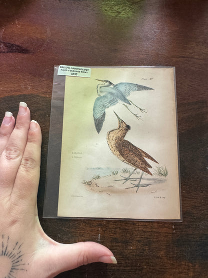 Antique Wildlife Illustrations (c.1865–1875)