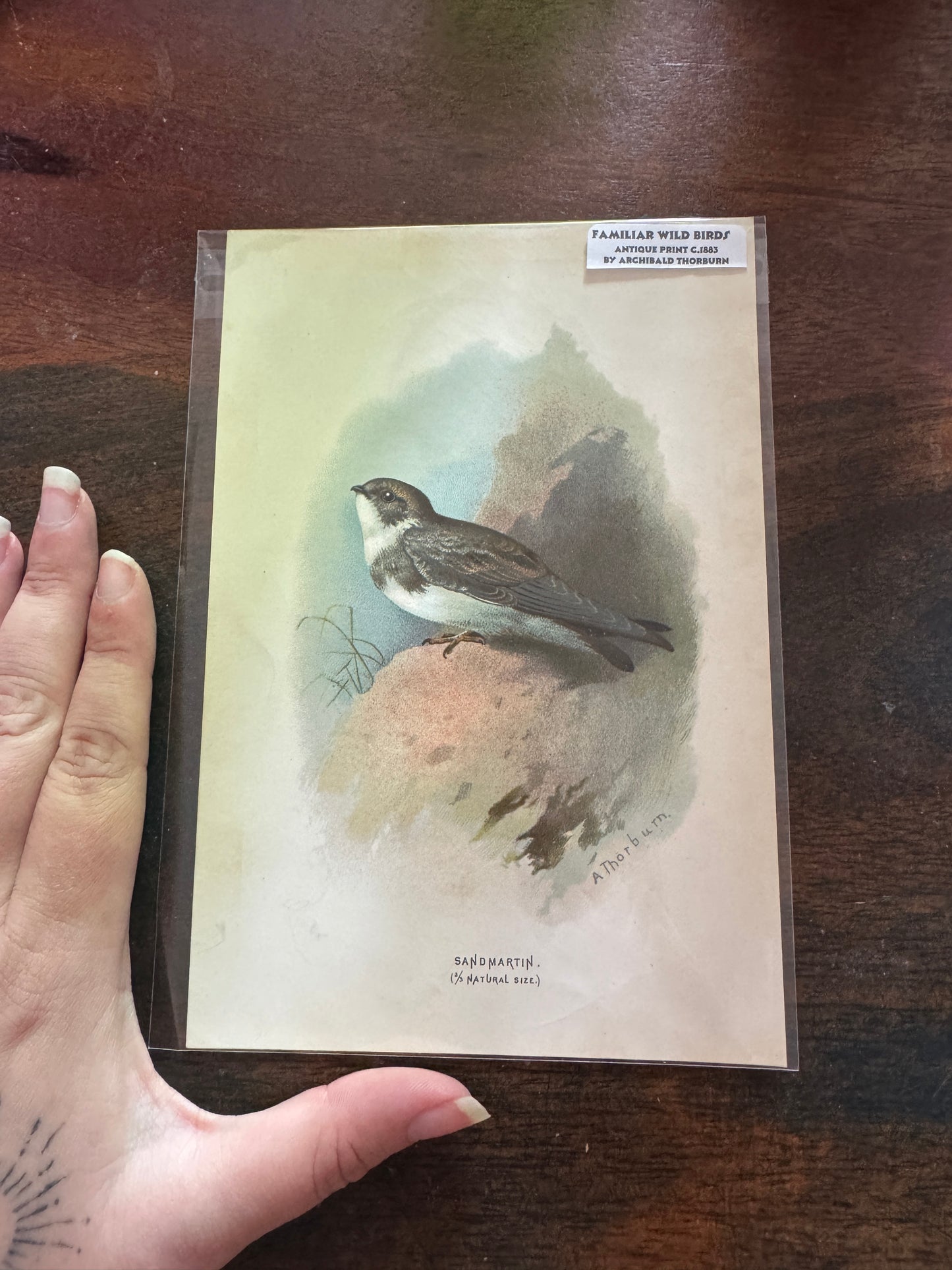 Antique Wildlife Illustrations (c.1865–1875)