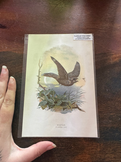 Antique Wildlife Illustrations (c.1865–1875)