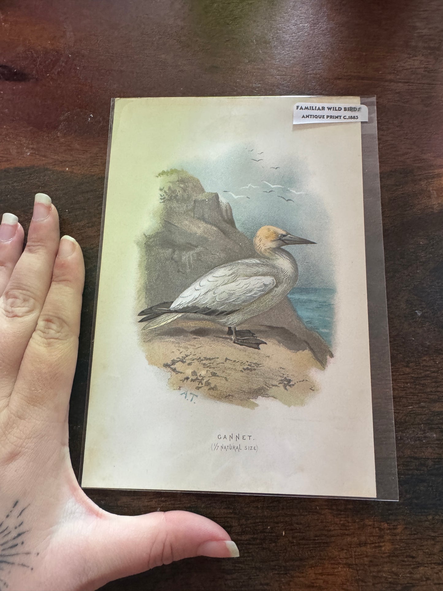 Antique Wildlife Illustrations (c.1865–1875)
