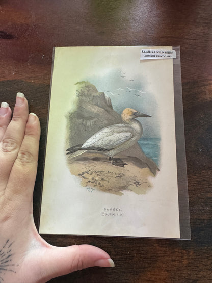 Antique Wildlife Illustrations (c.1865–1875)