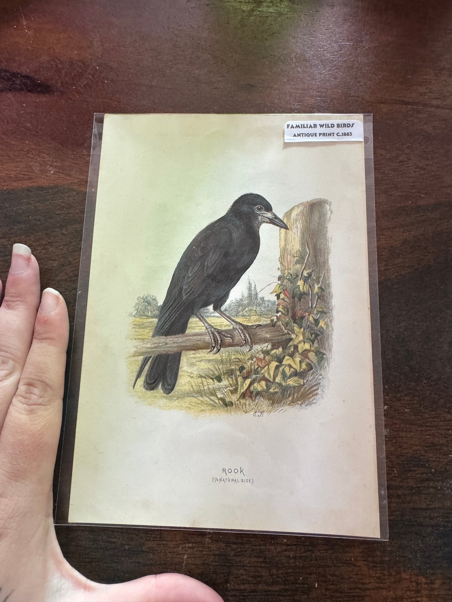 Antique Wildlife Illustrations (c.1865–1875)