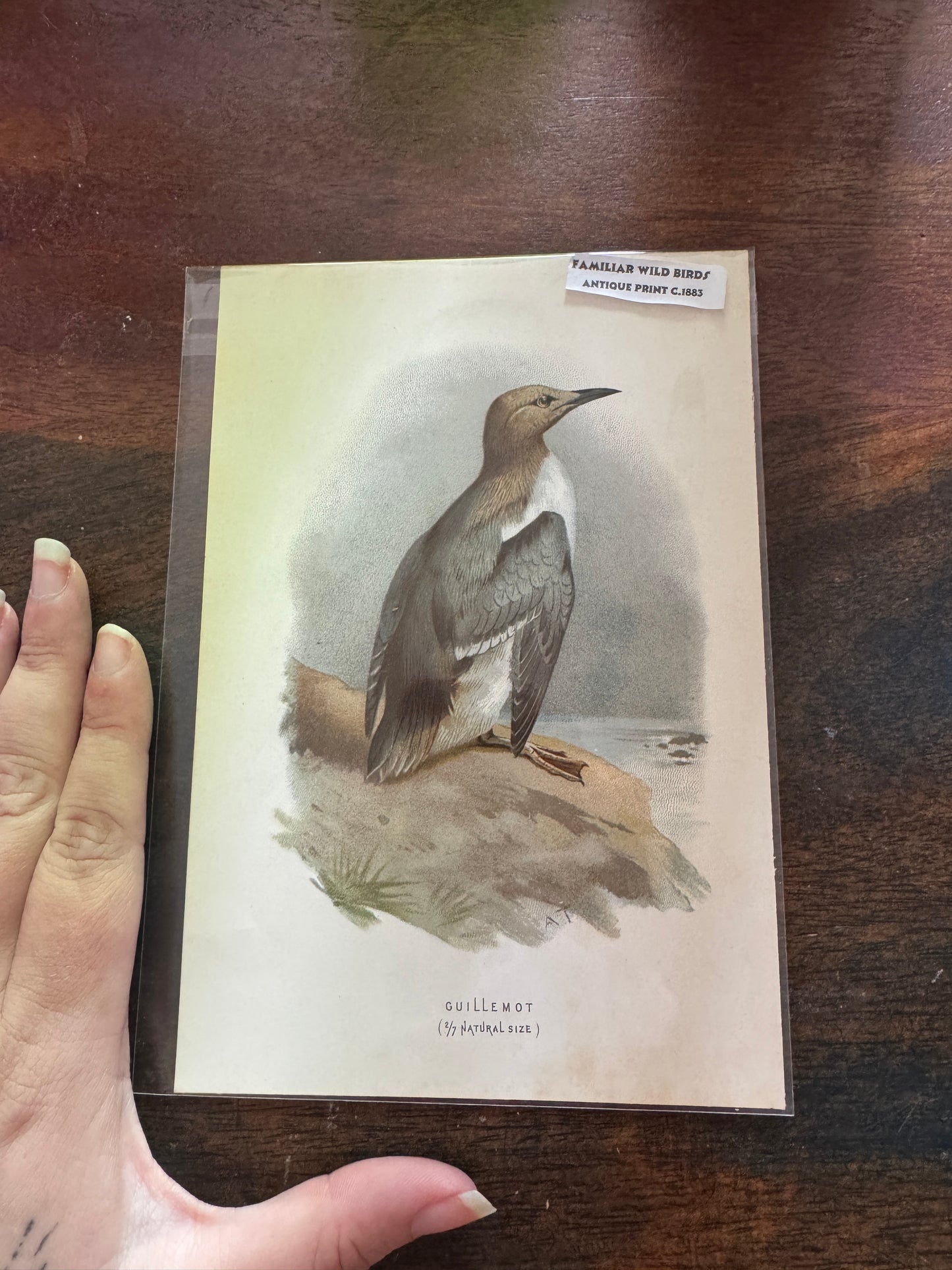 Antique Wildlife Illustrations (c.1865–1875)