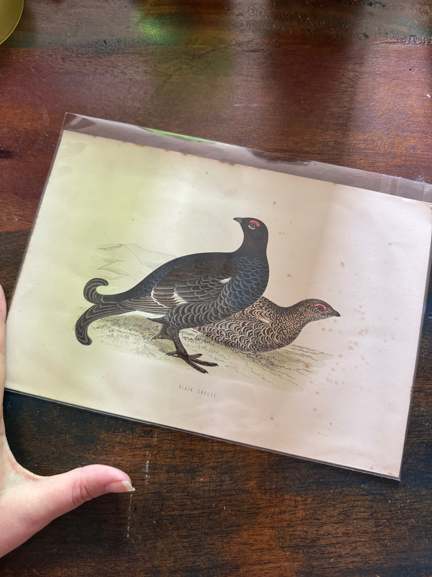 Antique Wildlife Illustrations (c.1865–1875)
