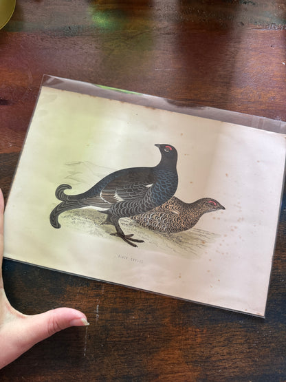 Antique Wildlife Illustrations (c.1865–1875)