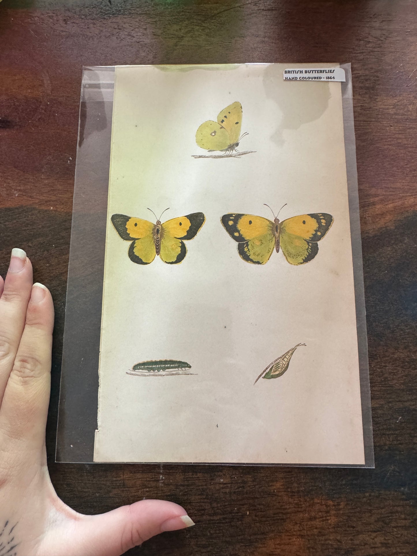 Antique Wildlife Illustrations (c.1865–1875)