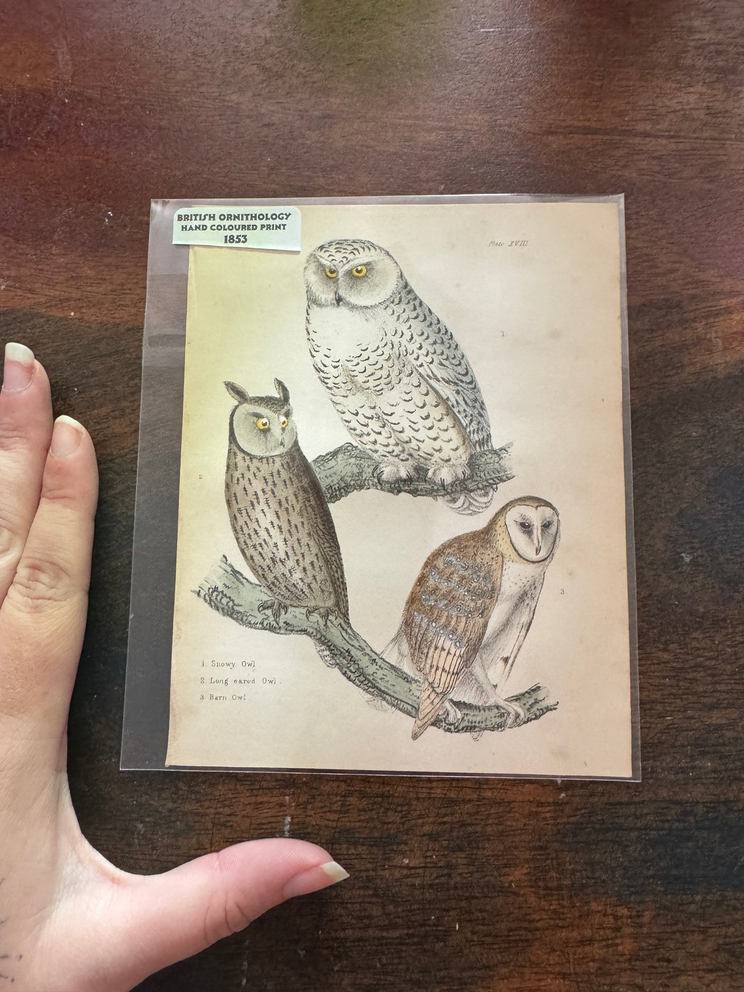 Antique Wildlife Illustrations (c.1865–1875)