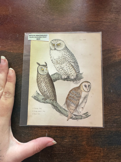 Antique Wildlife Illustrations (c.1865–1875)