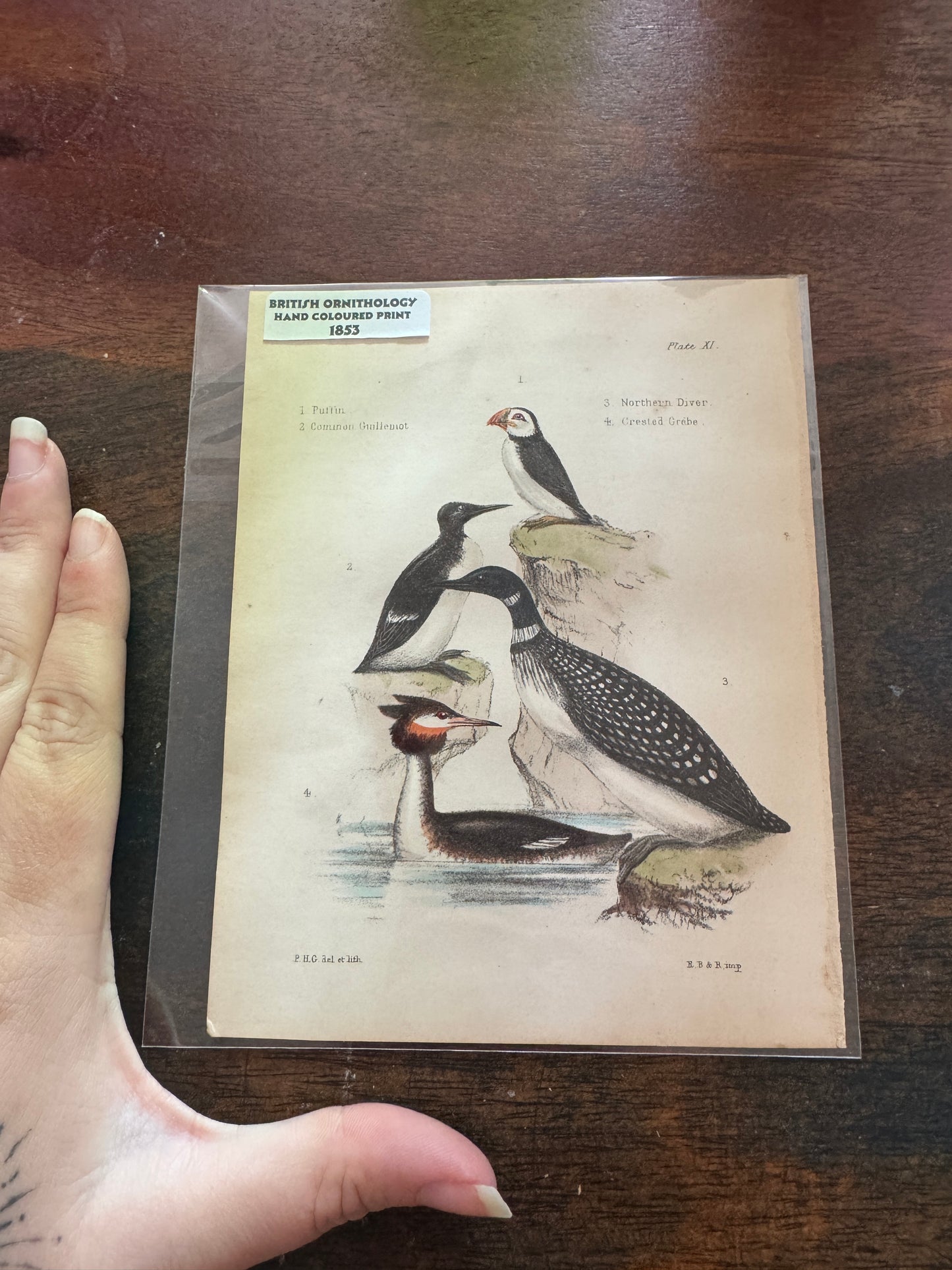Antique Wildlife Illustrations (c.1865–1875)