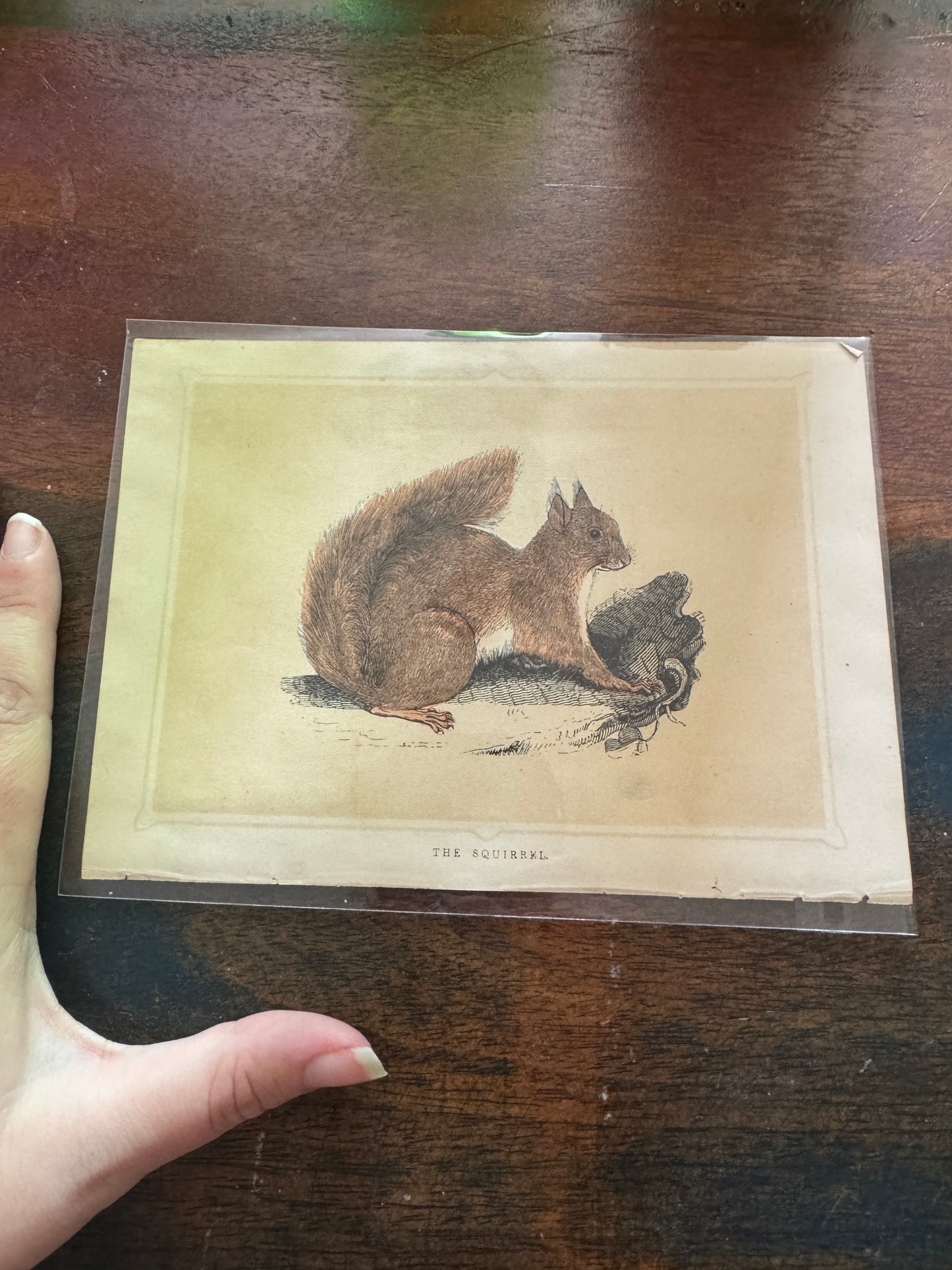 Antique Wildlife Illustrations (c.1865–1875)