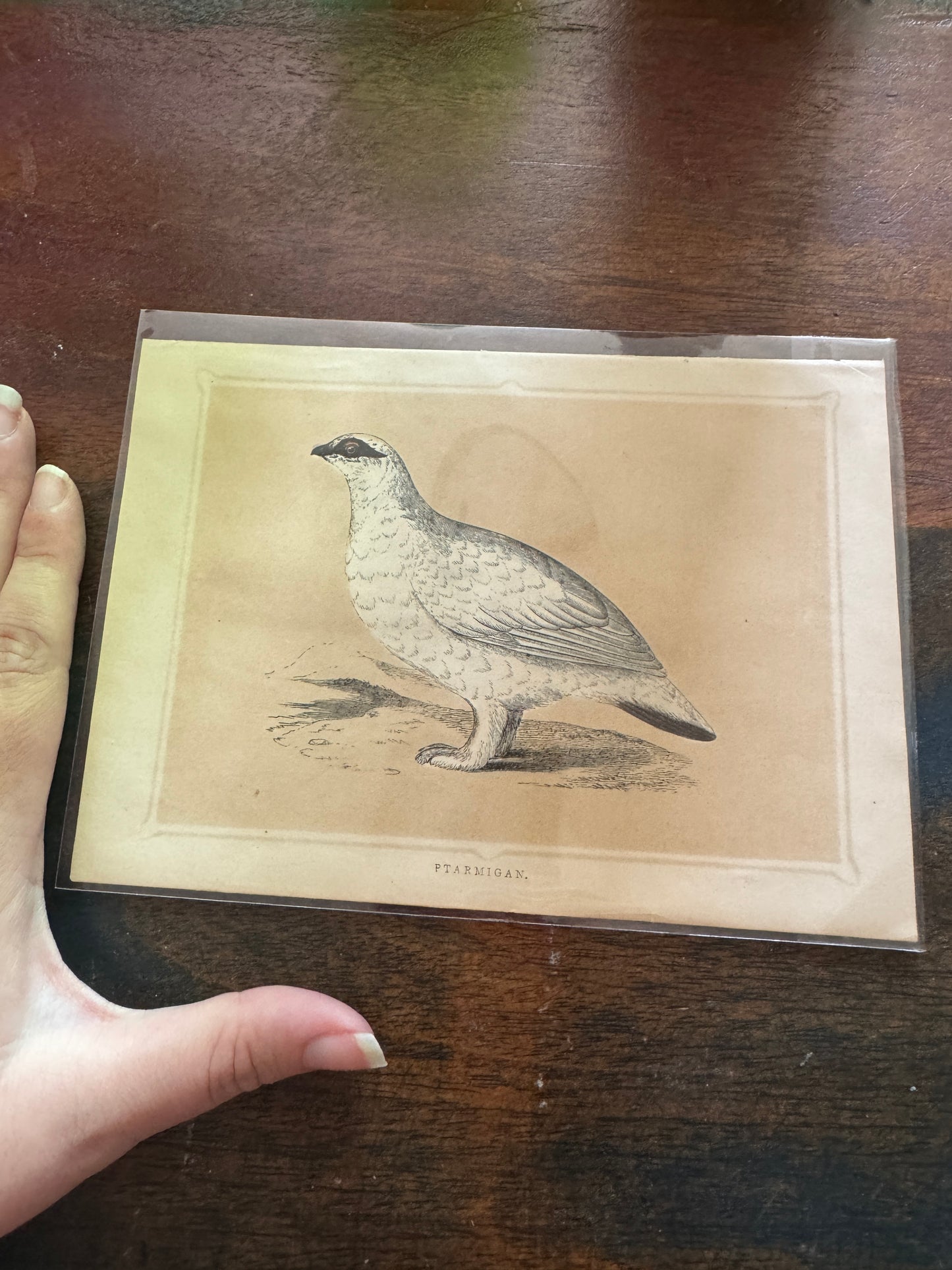 Antique Wildlife Illustrations (c.1865–1875)